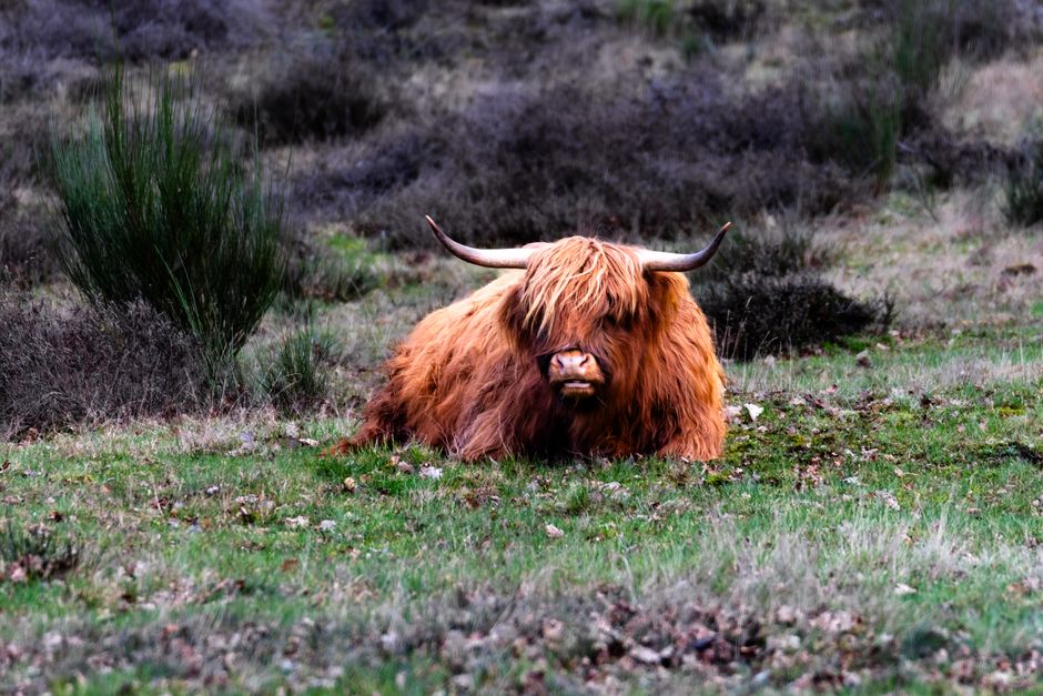 Vergelijking canvas schaap en Schotse hooglander. Vergelijking canvas schaap en Schotse hooglander.